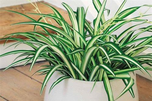 10 loại cây cảnh mini lọc không khí cực đỉnh, dân công sở nên mua ngay