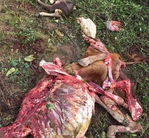 Trộm đã lọc lấy hết phần thịt bỏ lại bộ xương cùng chú bê mới sinh (nguồn: Facebook)