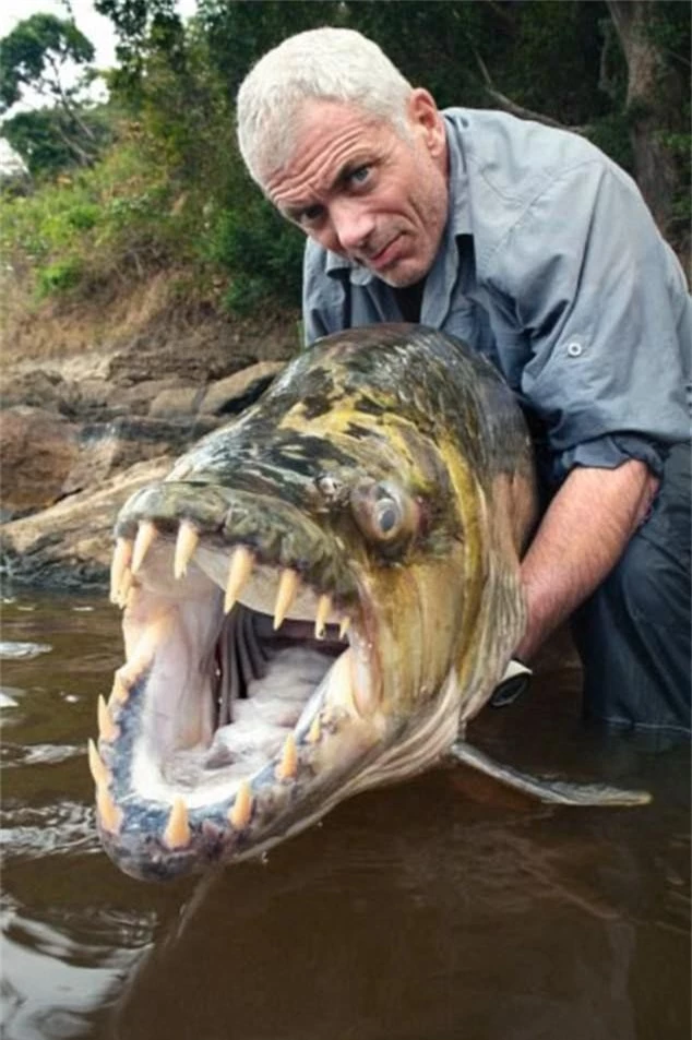 Một con cá hổ với hàm răng lởm chởm như cá mập trắng ở sông Congo