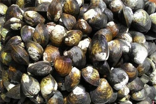 Nuôi vọp ở Trà Vinh cho lợi nhuận 700 – 800 triệu đồng/ha