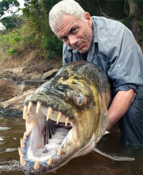 Rùng mình với những loài "thủy quái" ăn thịt người