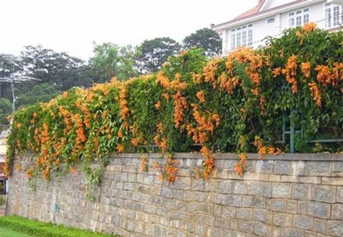 Cây hoa lửa, hay còn gọi cây chùm ớt có tên khoa học là Bignonia floribunda Hort, có nguồn gốc từ Brazil. Chùm ớt thuộc loại cây thân leo, sống lâu năm. Ảnh: hoadepviet.