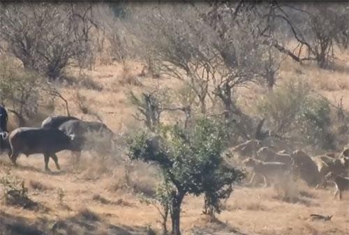 Đang tấn công trâu rừng, đàn sư tử bỏ chạy hoảng loạn vì kẻ thù không ngờ