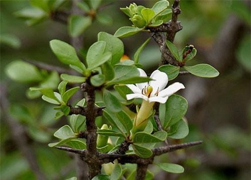 Điều ít ai hay về cây găng trâu có ở khắp Việt Nam