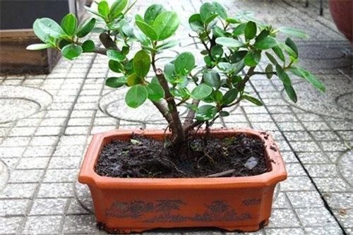 Cây đa bonsai: Cây đa thường có rễ rất to, thô và điều này trong phong thủy bị coi là gây mất cân bằng cho ngôi nhà của bạn, gây ảnh hưởng tới việc làm ăn, sức khỏe của những người sống trong nhà.