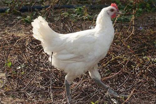 Loài gà "ngon bậc nhất thế giới" chuyên dành cho giới thượng lưu đẳng cấp thế nào?