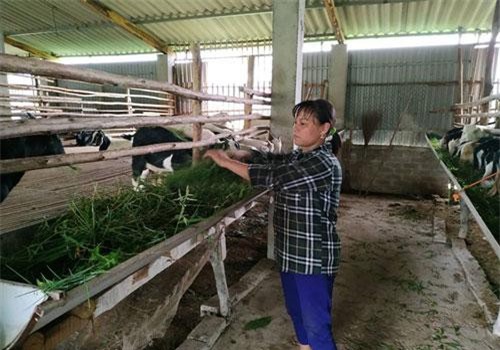 Bắc Giang: Nuôi dê vỗ béo 70 kg/con, không lo đầu ra