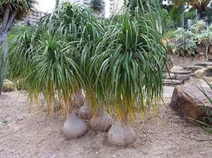 Độc đáo loài lan dáng như chiếc bình rượu ở Việt Nam