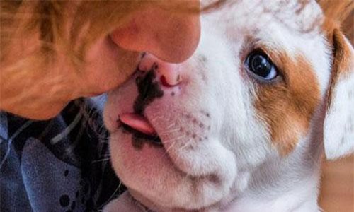 Cho chó liếm vết thương, một phụ nữ phải cắt bỏ một phần cánh tay