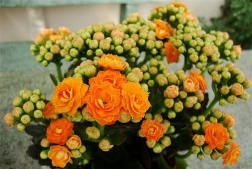 10 loại cây cảnh mini lọc không khí cực đỉnh, loại sạch nấm mốc, ai cũng nên trồng 1 chậu trong nhà