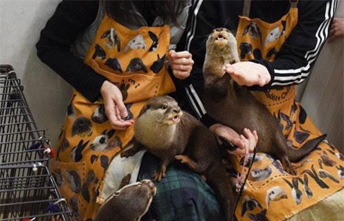 Chán chó và mèo, giới trẻ Trung Quốc chuyển sang nuôi chồn, nhện, rắn