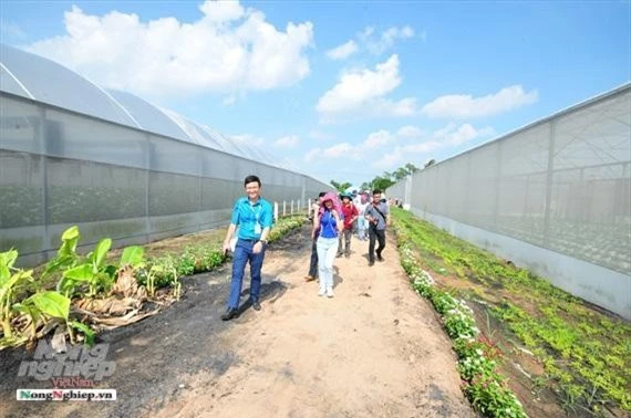 Trang trại trồng dưa trong nhà kính của Ecofarm rộng 3ha.