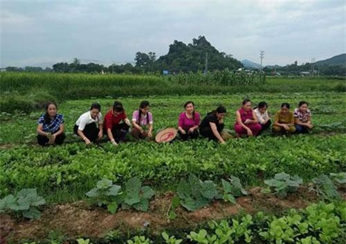 Thái Nguyên: Trồng rau sạch kiếm đủ tiền cho con du học