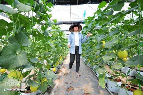 Đồng Tháp: Trồng dưa trong nhà kính không đủ bán