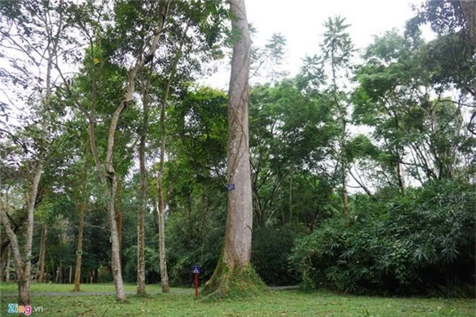 18 cay di san hang tram tuoi o khu di tich Lam Kinh-Hinh-7