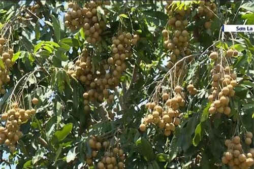 Lễ công bố xuất khẩu nhãn Sơn La năm 2019