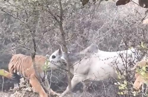 Hổ đoạt mạng bò tót trong chớp mắt
