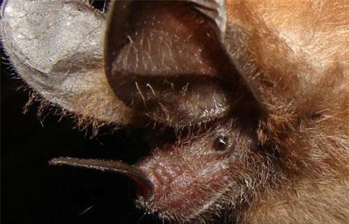 Dơi dùng lá làm “gương” để tìm con mồi trong bóng tối