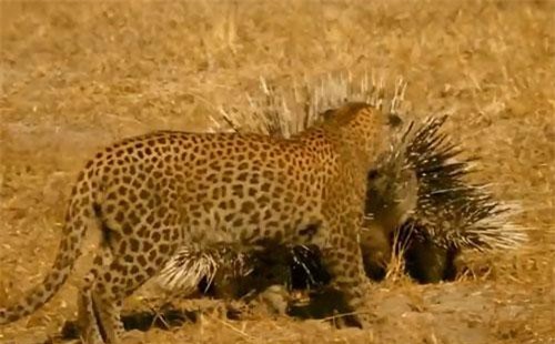 Báo hoa mai nhận cái kết 'đắng' khi tấn công nhím