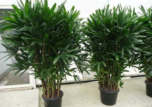 Kì lạ 5 loại cây cảnh phong thủy có khả năng chống ung thư