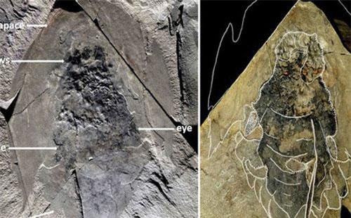Quái vật 506 triệu tuổi trong mỏ đá y hệt tàu vũ trụ