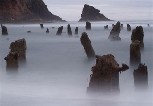 Bí ẩn về “khu rừng ma” 2000 năm tuổi đột nhiên nổi lên trên mặt biển