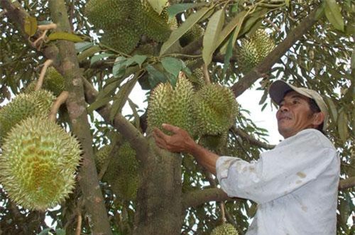 Bến Tre cấp đông sầu riêng xuất khẩu