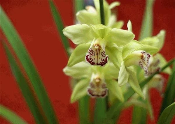 Hoa phong lan Nongke là loài hoa không có trong tự nhiên mà được sáng tạo hoàn toàn trong phòng thí nghiệm, chính là loài hoa lan đắt nhất thế giới hiện nay. Ảnh: vov.