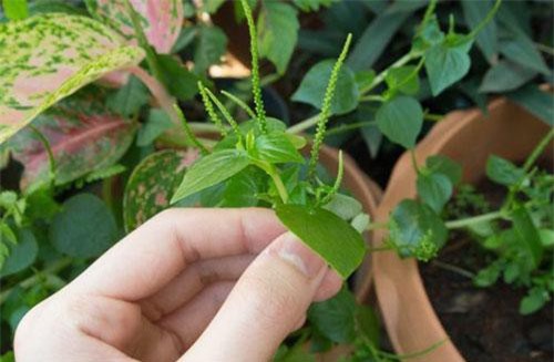 Có loại rau đắt hơn thịt, châu Âu, Trung Quốc tôn "thảo dược quý" chữa bệnh cực tốt, người Việt chỉ coi là cỏ dại