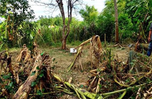 Quảng Nam: Một người đàn ông chết thảm nghi vì cưa bom