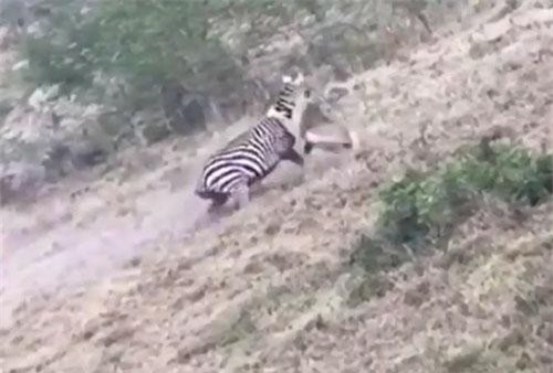 Tấn công ngựa vằn, sư tử bị “nhồi” tơi tả