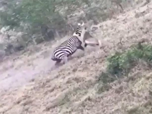 Tấn công ngựa vằn, sư tử bị “nhồi” tơi tả