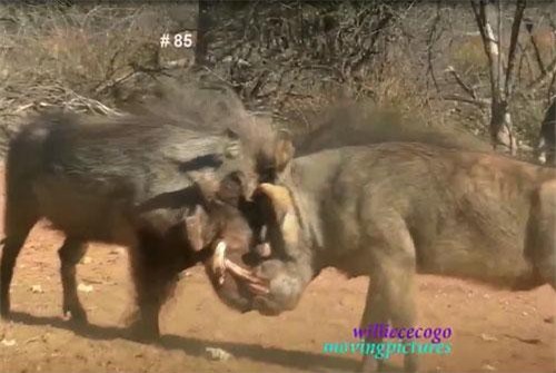 Hai con lợn bướu “đại chiến” đẫm máu