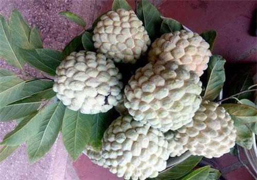 Trồng thứ quả tưởng không còn ai ăn, bất ngờ thu lãi 700 triệu