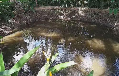 Kì lạ, "ao nước sôi' gần trăm tuổi ở Vĩnh Long