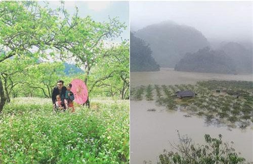 Thung lũng mận Nà Ka - "thiên đường hoa trắng" ở Mộc Châu chìm trong nước lũ khiến dân mạng nghẹn ngào