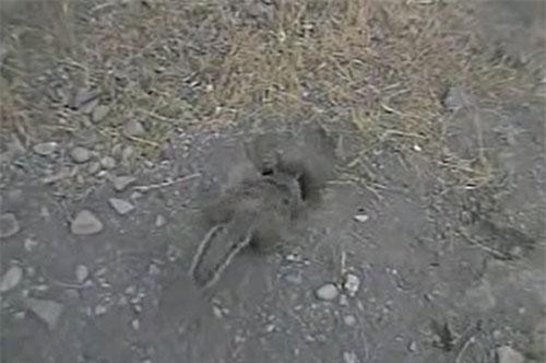 CLIP: Sóc đất suýt bỏ mạng vì 'tật hóng hớt'