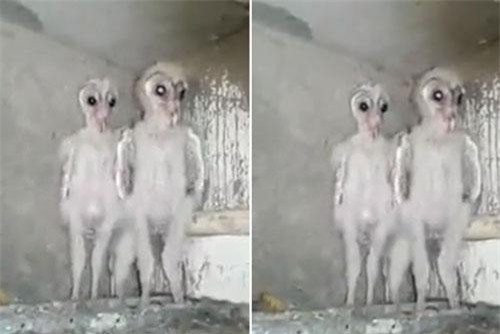 CLIP: Kinh hãi với sinh vật có ngoại hình giống hệt người ngoài hành tinh