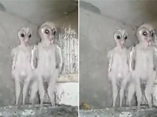 CLIP: Kinh hãi với sinh vật có ngoại hình giống hệt người ngoài hành tinh