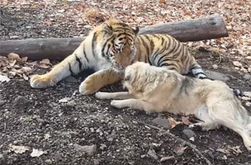 Ngỡ ngàng trước tình bạn thân thiết giữa chó và hổ