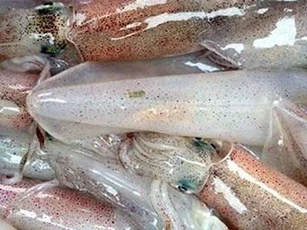 Tây Ban Nha tăng nhập khẩu mực, bạch tuộc từ Việt Nam