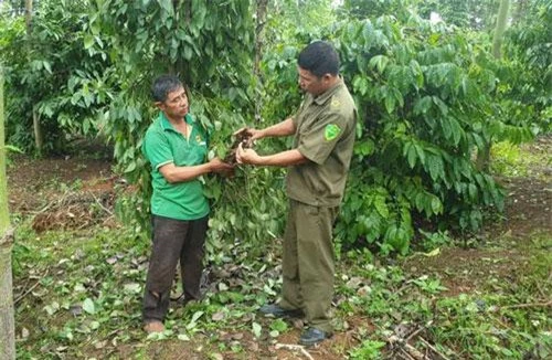 Hơn 200 trụ tiêu của gia đình ông Bích bị phá hoại.