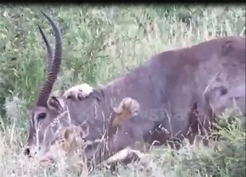 Linh dương waterbuck nhận cái kết “đắng” vì thiếu cảnh giác