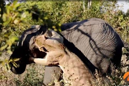 Sư tử cái liều mạng tấn công voi rừng 