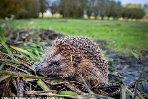 Dân Đức mất ngủ vì cứ đến đêm là lũ nhím lại ân ái om sòm