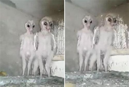 Tìm thấy sinh vật có vẻ ngoài giống với người ngoài hành tinh ở Ấn Độ