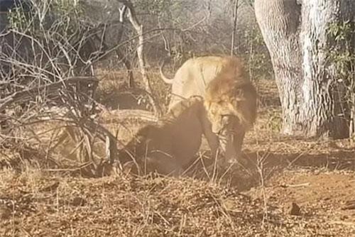 Lợn bướu chết thảm trước nanh vuốt của 2 chú sư tử đực
