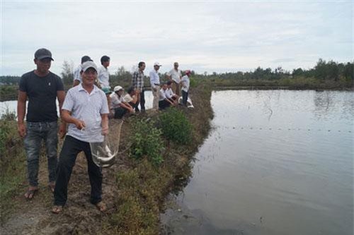 Quảng Ngãi: Nuôi cá đối trên vùng triều đạt hiệu quả