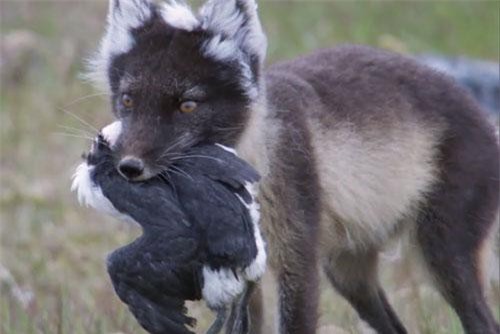 CLIP: Cáo Bắc Cực hạ sát những chú chim biển Uria aalge mới tập bay