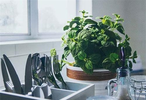 Loại cây trồng tốt nhất cho từng căn phòng trong nhà bạn